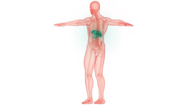 Human Internal Digestive Organ Liver with Pancreas and Gallbladder Anatomy Animation Concept