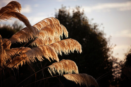 Golden New Zealand native Toitoi (Freshwater Bully) at dusk.
