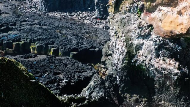 Flock Of Seagulls Flying Over Basalt Rock Formation In Snaefellsnes Peninsula In West Iceland. Slow Motion Shot
