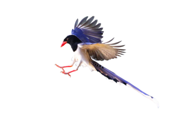 Beautiful flying Red-billed Blue Magpie isolated on transparent background png file