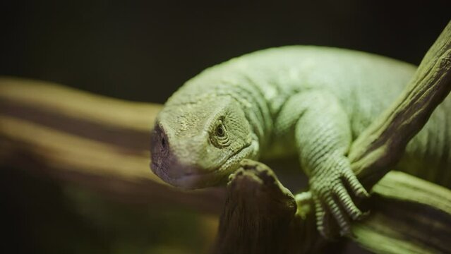 Tongue flicking savannah monitor close up