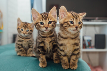 Three cute one month old bengal kittens sitting on the sofa in the house
