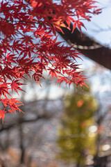 Momiji trees whose leaves begin to turn red in the fall.