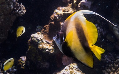Fototapeta na wymiar red sea bannerfish closeup view with dark background during diving