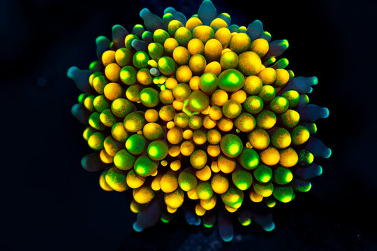 yellow and green ricordea mushroom soft coral in black background.