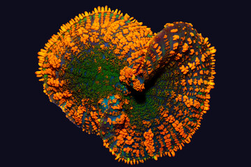 orange mushroom coral ready to split in black background.