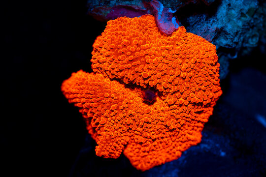 close up of red mushroom coral colony in aquarium tank.