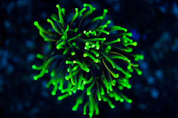 cloes up of torch lps coral in aquarium tank.