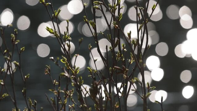 Green sprouts growing from tree branches in early spring with a lens round light background. Eclectic feeling of plants growing.