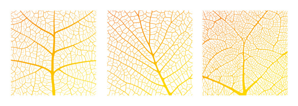Leaf vein texture abstract background with close up plant leaf cells ornament texture pattern. Orange and white organic macro linear pattern of nature leaf foliage vector illustration.