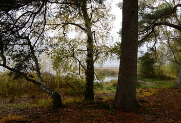 Foggy Morning in Autumn at Lake Grosser Bullensee, Lower Saxony