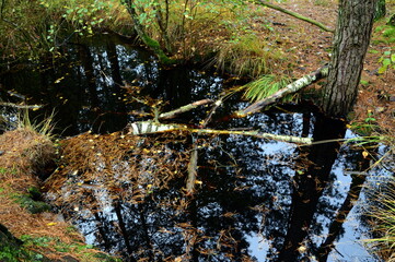 Swamp Landscape in Autumn in the Fen Grosses und Weisses Moor, Lower Saxony