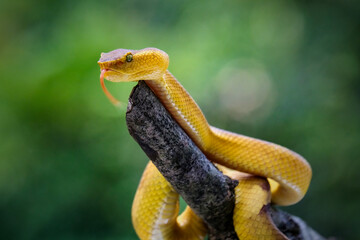Trimeresurus puniceus hanging on a branch with attacking