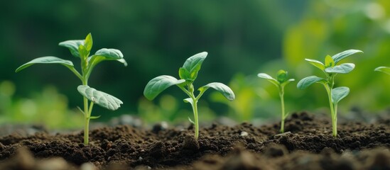 We planted and now watch, anticipating growth.