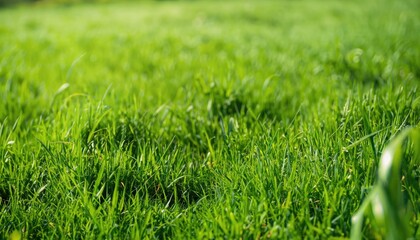 Fototapeta premium Shiny green grassland background