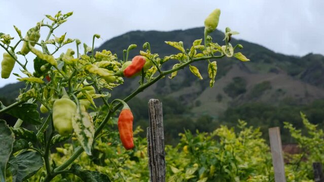 cayenne peppers garden with white background and Abang mountain background