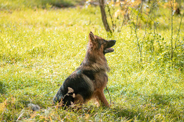Portrait of a German Shepherd dog sitting in tall grass in the forest.