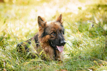 Portrait of a German Shepherd dog sitting in tall grass in the forest.