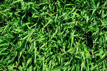 Abstract green grass background