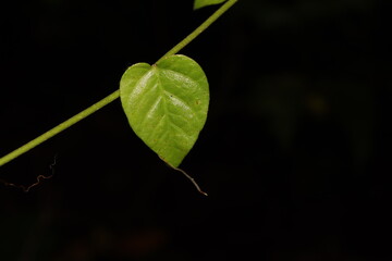 Green heart shaped leaf with black background