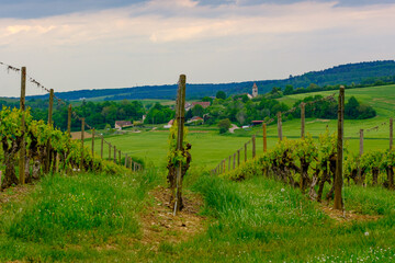 Vignoble bourguignon en premier plan, avec un village au second plan