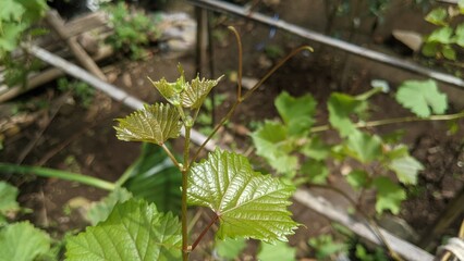 Vine shoots leaves