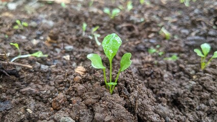 Baby mustard plant