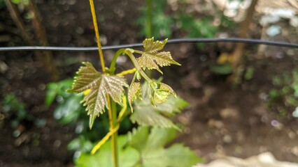 Grape shoots leaves