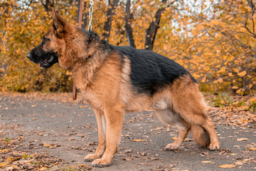 German Shepherd poses standing against the backdrop of an autumn park.
