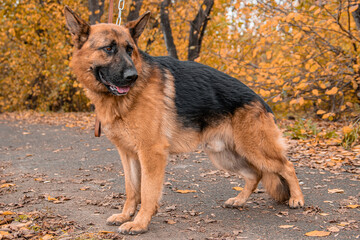 German Shepherd poses standing against the backdrop of an autumn park.