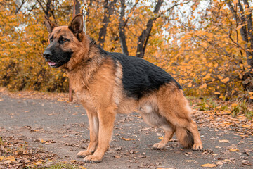 German Shepherd poses standing against the backdrop of an autumn park.