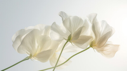 Fototapeta na wymiar White Sweet Pea Flowers Closeup