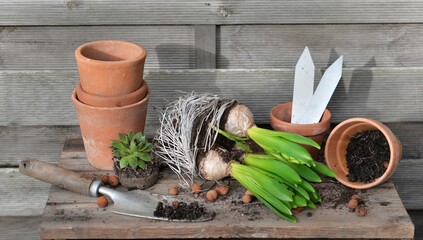 hyacinth with bulbs and roots for potted with shovel dirty and terra cotta flowerpot on a garden...