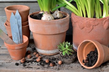 closeup on plant in terra cotta flowerpots in dirt and clay balls for potted on a wooden table
