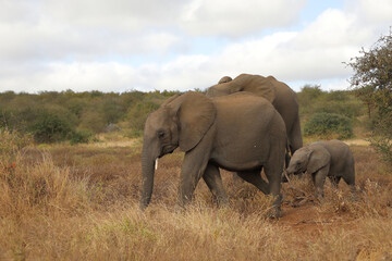 Fototapeta premium Afrikanischer Elefant / African elephant / Loxodonta africana