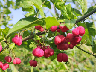 Obraz premium wild apple tree with small ripe apples