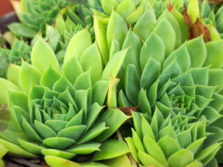 common green houseleek succulent background