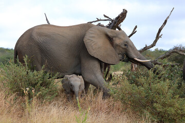 Afrikanischer Elefant / African elephant / Loxodonta africana