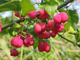 wild apple tree with small ripe apples