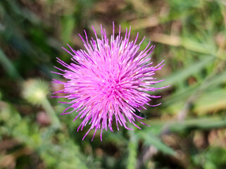 blooming burdock plant with pink flower in sunlight