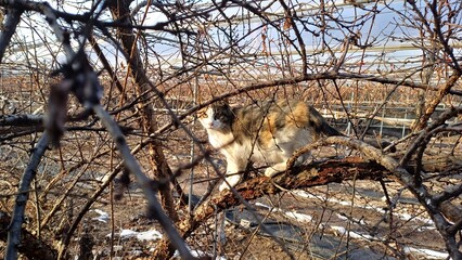 a cat hiding in a branch.