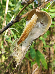 small seeds with parachute on the common milkweed plant close up