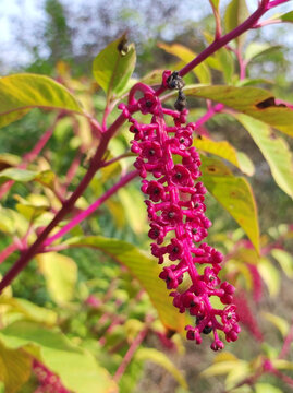 American Pokeweed plant, Phytolacca Americana, close up
