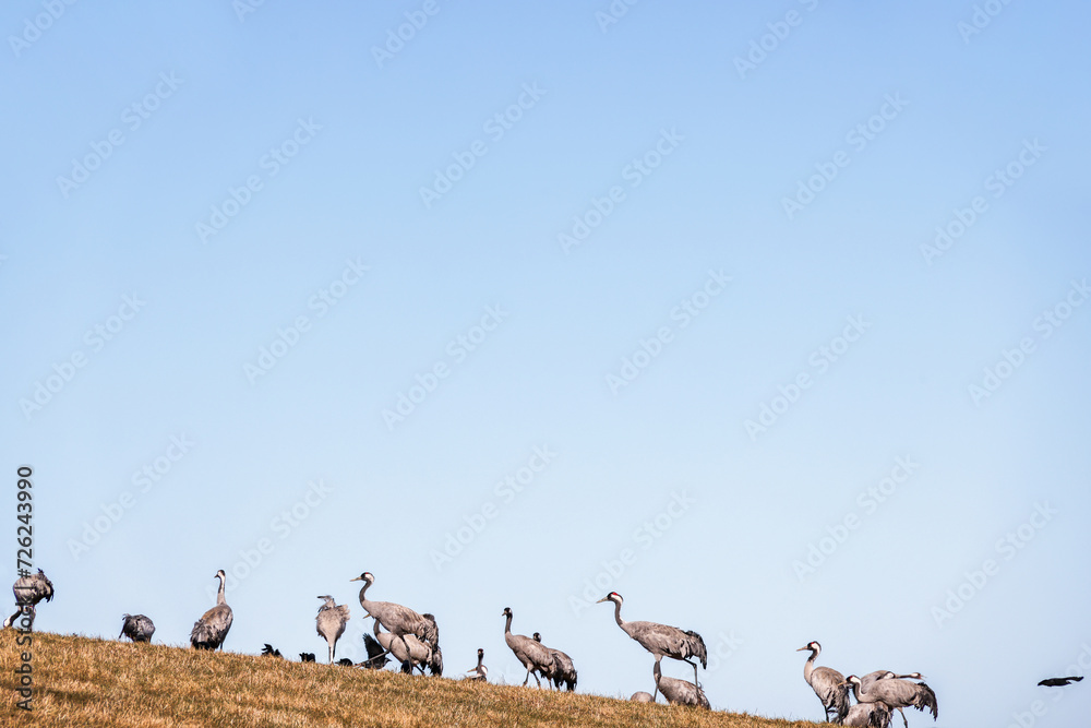 Poster Cranes at spring on a field slope