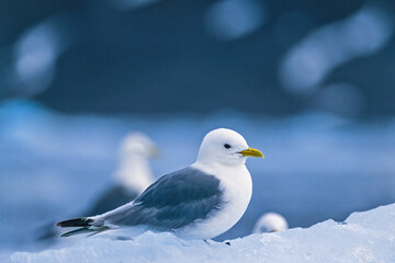 Beautiful Black-legged kittiwakes in Arctic