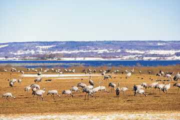 Lot of Cranes at a field by lake Hornborgasjön in Sweden at spring