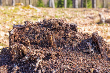 Anthill on an old tree stump in the spring