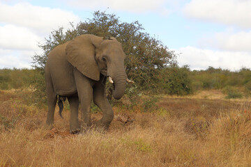 Afrikanischer Elefant / African elephant / Loxodonta africana