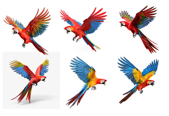 Collection of parrot with beautiful color