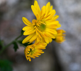 Detail of the yellow flower of the Chrysanthemum plant.
